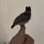 فرخ بلبل كشميري
