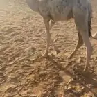 قعود قصب