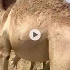 قعدان مبادئ وزوجات أتواصل