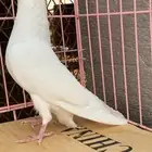 حمام قطايف