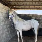 فرس جزيريه