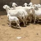 حريات كفو اسنان كلها. وادي الدواسر