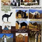 من عنده المجله ذي يتواصل معي