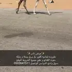مفروده تماميه كفو جدا ساس و زين 6500من شايف و حايف