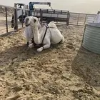 عشرا السن ثنيه تحتها بكره على جميع الشروط