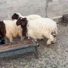 للبيع طليان نعييم