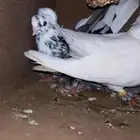 حمام قطايف قنادي قلابي صندقه