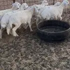 رخال حريه مراح للبيع المذنب