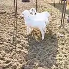 المدينه المنوره حزره جنوب شرق