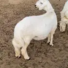خروف جبر للبيع