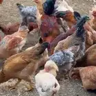 دجاج تركي بيور
