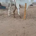 للبيع لقحه كفو سنها ثنيه لها ف لقاح 8 شهور وفوق ف ضرماء