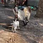 رغوث تحتها عناق روم وسلم