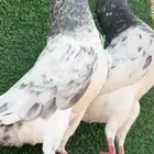 حمام باكستاني