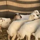 رخال رفيد لبيع