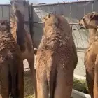 للبيع حشو طيبات