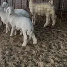 خرفان ذبايح