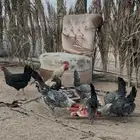 للبيع دجاج فيومي