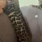 قط بنقالي بنغال بنقال