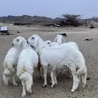 مشاء الله خرفان صنف الصنف اساس من غنم شهران