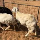 حريات مراح طيبه