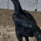 ديك شامو الماني هزاز