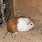 وبر بلدي