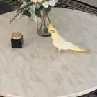 طائر كروان