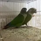 للبيع بعبغاء الكروان والكنيور