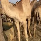 قعدان كفو لحمه شرط