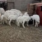 حريات متابيع