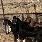 تيوس