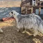 طلي جذغ فحل للبيع