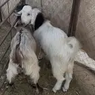 تيوس 2 ثمان شهور فل