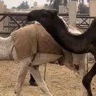 قعود كفووو