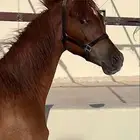 مهر شعبي شيخ شيخ