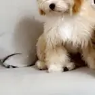 كلب مالتي بو