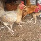 لبيع دجاتين وديك الصحه شرط