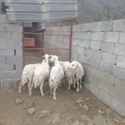 ضان للبيع