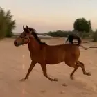 مهر واهو و البيع شعبي عمره 9 شهور تقريبا