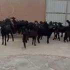 جفار شاميات