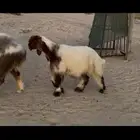 مشروع فحل نعيم صنف فاخر