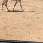 للبيع البكره القحه