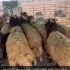 ذبايح عرعر