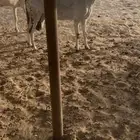 غنم بيشية مد وجرم وطيبة