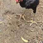 ديك قزمي