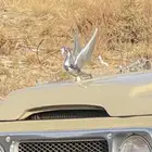 تويوتا شاص فاخر.