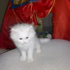 قطط