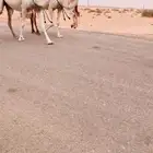 نياق لقحة كفوو
