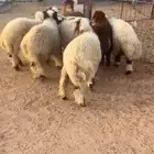 خرفان